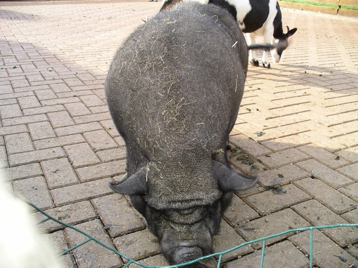 andere varken.JPG